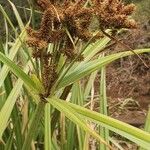 Cyperus latifolius 花