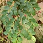 Breynia vitis-idaea List