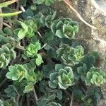 Veronica arvensis Blatt