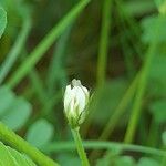 Astragalus hamosus Bloem
