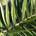 Phoenix canariensis Folha