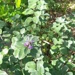 Vitex rotundifolia Hàbitat