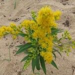 Solidago giganteaCvet