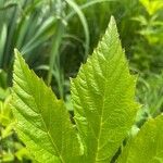 Filipendula rubra Folha