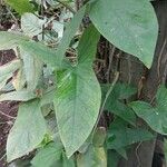 Syngonium podophyllum Leaf