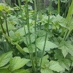 Equisetum fluviatile Habitus