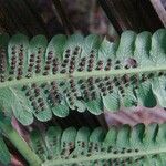 Thelypteris costata Leaf