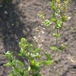 Lepidium perfoliatum Tervik taim