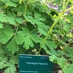 Aquilegia fragrans Φύλλο