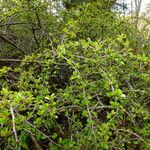 Cotoneaster adpressus Habit