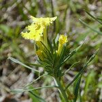 Lithospermum incisum Хабит