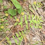 Mimosa quadrivalvis Leaf