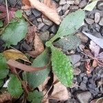 Borago pygmaea (DC.) Chater & GreuterLeaf