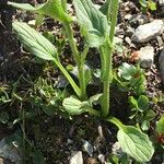 Doronicum grandiflorum Habit