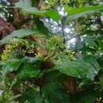 Palicourea pubescens Flower