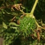 Datura stramonium Плід