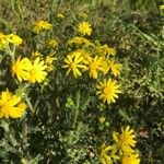 Senecio vernalis Maua
