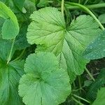 Geum macrophyllum 叶