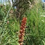 Orobanche rapum-genistae Hábito