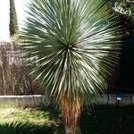 Yucca rostrataHabitus