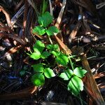 Oenanthe sarmentosa Habit