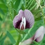 Vicia lutea Flower
