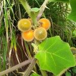 Solanum candidum Frukto