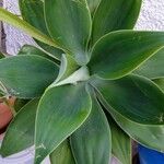 Agave attenuataഇല