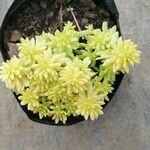 Sedum japonicum Lapas