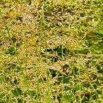 Agrostis stolonifera 花