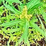 Oxybasis glauca Flower