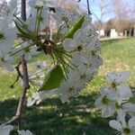 Pyrus calleryana Blomst