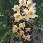 Dendrobium moschatum Kwiat