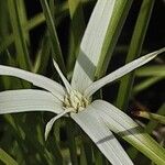 Rhynchospora colorata Fiore