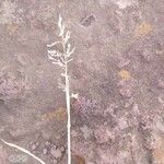 Eragrostis racemosa