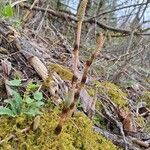 Equisetum arvenseKukka