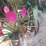 Tillandsia guatemalensisFlor