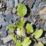 Mimulus guttatus Blad