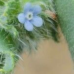 Gastrocotyle hispida फूल