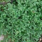 Selaginella stenophylla Лист