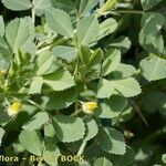 Medicago scutellata Otro