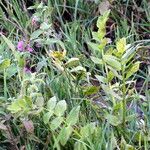 Sium latifolium Hoja