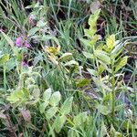 Sium latifolium Blad