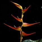 Heliconia latispatha Õis