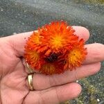 Pilosella guthnikiana Flower