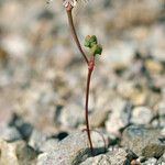 Eriogonum nortonii Habit