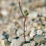 Eriogonum nortonii