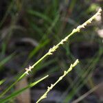 Setaria distans Floro