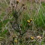 Pulicaria sicula Habit