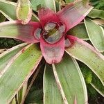 Neoregelia carolinae Квітка